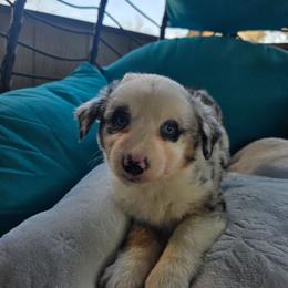 Whinny - Blue merle female Australian Shepherd puppy in Copperas Cove, Texas from Hidden Leaf Aussies