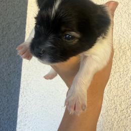 Piper - Black parti female Pomeranian puppy in Costa Mesa, California from Wheresmil0