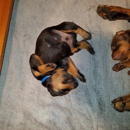 Doberman Pinscher Puppies from Kettle Cove Dobermans