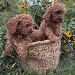 Cavapoo Puppies from Driftwood Acres
