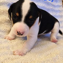 Mickey - Piebald male Dachshund puppy in Augusta, Georgia from Cherokee Hill Dachshunds