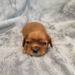 Jade - Ruby female Cavalier King Charles Spaniel puppy in Romeoville, Illinois from KonopkaKennelsLLC