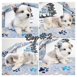 Boy 2 - Blue merle and white male American Corgi puppy in Natchitoches. La, Louisiana from Bleu Bayou Corgis
