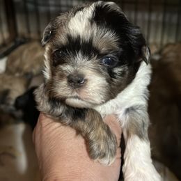 Blue merle - Blue merle male Pomeranian puppy in Kentucky from Em&M Pomeranians