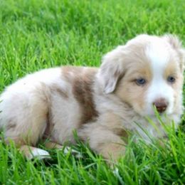 Miniature Australian Shepherds and Toy Australian Shepherds from 4TB Aussie Idaho