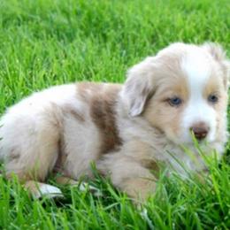 Miniature Australian Shepherds and Toy Australian Shepherds from 4TB Aussie Idaho