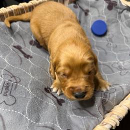 Maui - Dark golden male Golden Retriever puppy in Wind Gap, Pennsylvania from Supreme Goldens