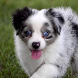 Miniature Australian Shepherd and Toy Australian Shepherd Puppies from Donna’s Toy & Mini Aussies