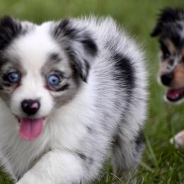 Miniature Australian Shepherd and Toy Australian Shepherd Puppies from Donna’s Toy & Mini Aussies