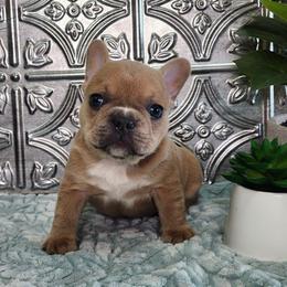 Boy 1 - Fawn male French Bulldog puppy in Shelby Township, Michigan from Duvalls frenchies