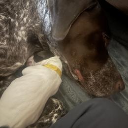 Puppy 4 - Liver and white male German Shorthaired Pointer puppy in La Mesa, California from Fireheart German Shorthaired Pointers