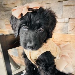 Aussiedoodle and Bernedoodle Puppies from Deer Canyon Family Doodles