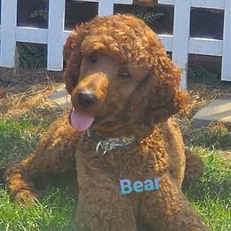 Bear - Poodle