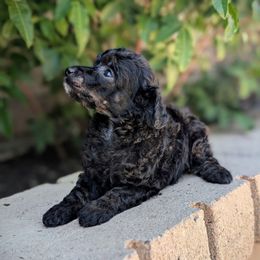 Tootsie Pink Collar Girl - Brindle female Poodle puppy in Laveen, Arizona from Neely Family Poodles