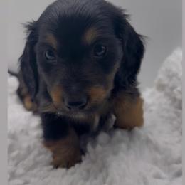 Boy 3 - Blue and tan male Dachshund puppy in Bakersfield, California from KC Doxies