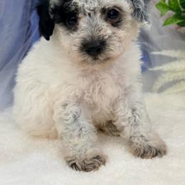 Jasper - Parti male Poodle puppy in West Plains, Missouri from Suncreek Puppies