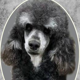 Nova  - Labradoodle