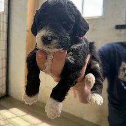 Kidney bean - Orange - Black and white male Aussiedoodle puppy in Eolia, Missouri from Barefoot Kennel