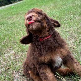 Brown Phantom Boy Charlie - Phantom male Poodle puppy in Jesup, Georgia from Altamaha Mud Poodles LLC.