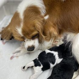 Cavapoo Puppies from Perfectly Playful Doodles