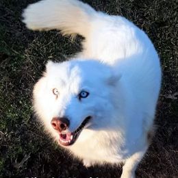 Rosie - Siberian Husky
