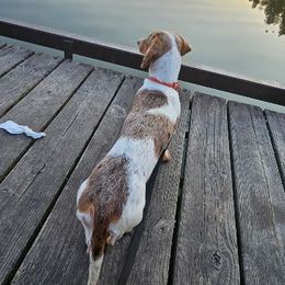 Tater - Dachshund