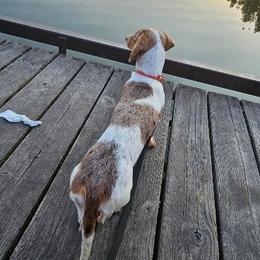 Tater - Dachshund