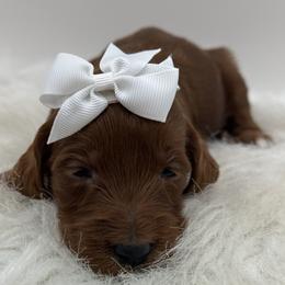White Girl - Red  female Goldendoodle puppy in Waskom, Texas from Pearls & Curls doodles & poodles