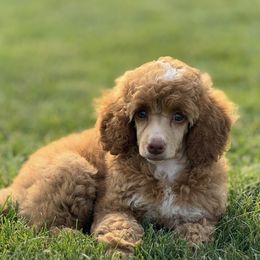 Paisley - Poodle