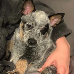 Australian Cattle Dog Puppies from Australian cattle dog company