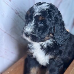 Boy 2 - Tri-color male Bernedoodle puppy in Belgreen, Alabama from Scott’s Farm Poodles and Doodles