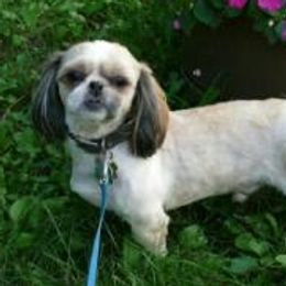 Giddy - Shih Tzu