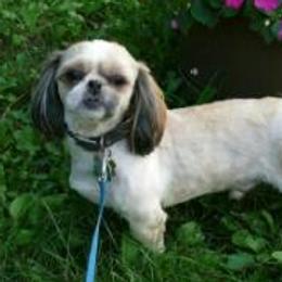 Giddy - Shih Tzu