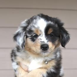 Miniature American Shepherds and Miniature Australian Shepherds from TRAILS END Gemini Minis