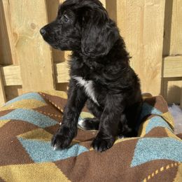 Bernedoodle Puppies from Paws of the Vineyard