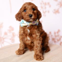Beau - Red  male Goldendoodle puppy in Wake Forest, Utah from Dreamcoat Doodles