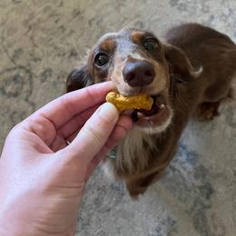 Arora - Dachshund
