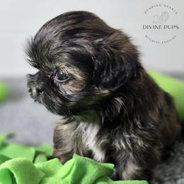 Qwen - Brindle female Shih Tzu puppy in League City, Texas from Divine Pups