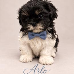 Arlo - Black and white male Shih Tzu puppy in Montgomery, Texas from Furbourne Farm