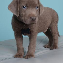 Silver Steel - Silver male Dilute Retriever puppy in Missouri City, Texas from Labrador Retriever Puppies