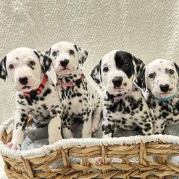 Dalmatian puppies from Black & White Pack Dogs