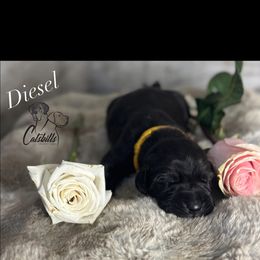 Diesel - Black and white male Great Dane puppy in Liberty, New York from Catskills Greatest Danes