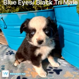 Australian Shepherd Puppies from Worsham’s Toys and Minis Australian Shepherds