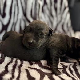 Peep - Black male Labrador Retriever puppy in Richfield, Utah from Stormy River Retrievers