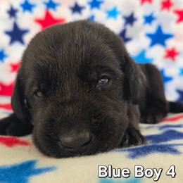 Blue Boy - Black male Labrador Retriever puppy in Potosi, Wisconsin from Point and Flush Gun Dogs