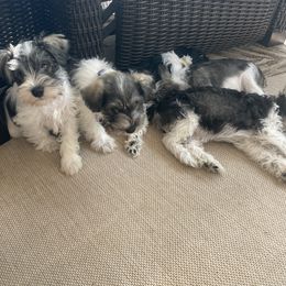 Miniature Schnauzer Puppies from Lovey Mini Schnauzers