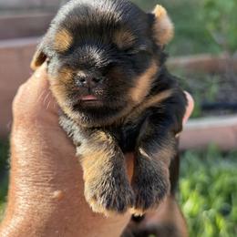 Snickers - Black and gold male Shorkie puppy in Escondido, California from Yorkies of Escondido