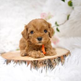 Cider - Red male Cavapoo puppy in Queen Creek, Arizona from Dulcito Doodles