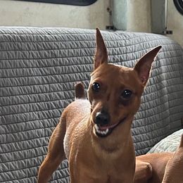 Journey - Miniature Pinscher