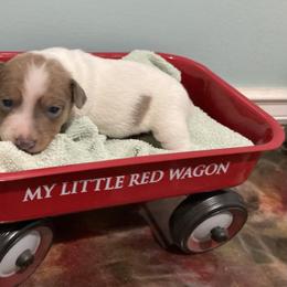 Blue fawn piebald male 2 more color - White and blue fawn male Teddy Roosevelt Terrier puppy in Russellville, Kentucky from Mud-E Acres Kennel